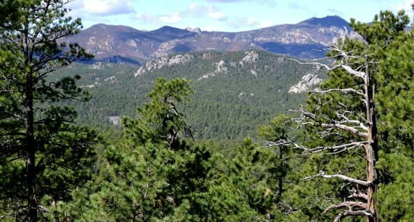 The NFF is a leading organization who inspires personal and meaningful connections to the national forests throughout U.S public land. 