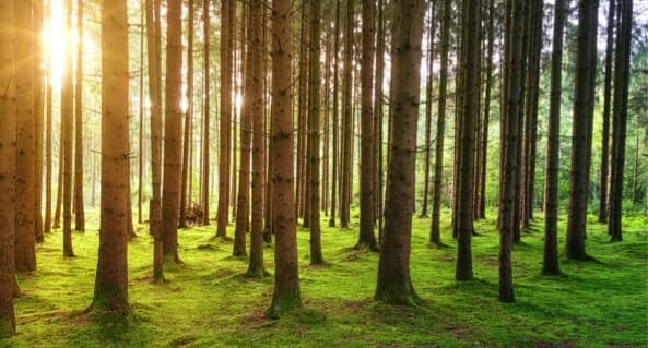 As seedlings mature, the Forest Service monitors them after one, three and five years of planting to ensure survival.